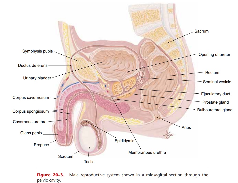 Male Reproductive System in Human