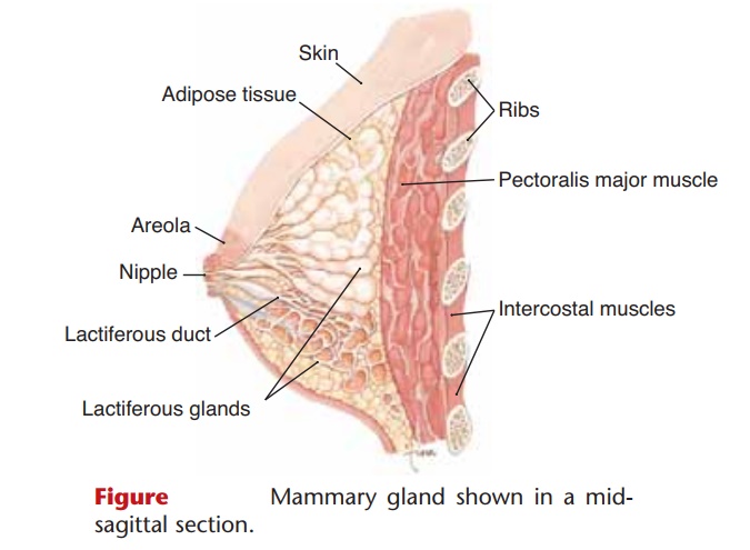 Mammary Glands - Anatomy and Physiology