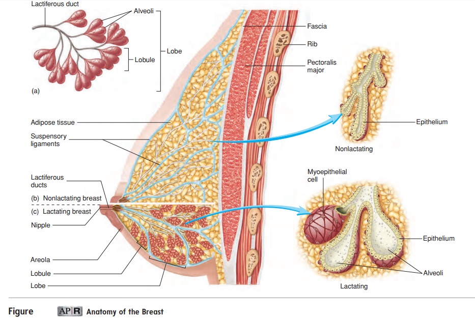 Mammary Glands and Anatomy of the Breast - Female Reproductive System