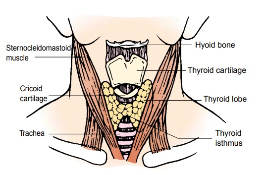 Management of Patients With Thyroid Disorders