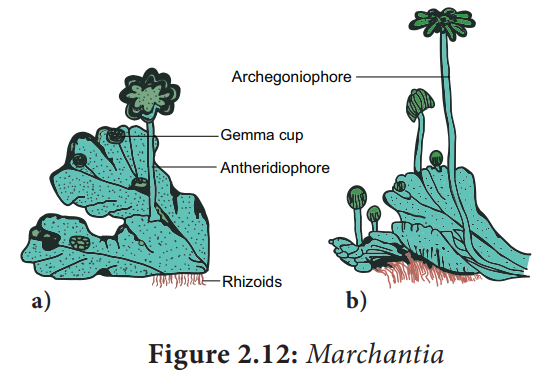 Marchantia - Bryophytes