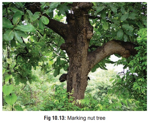 Marking Nut(Semecarpus anacardium) - Gastric Irritant Plants
