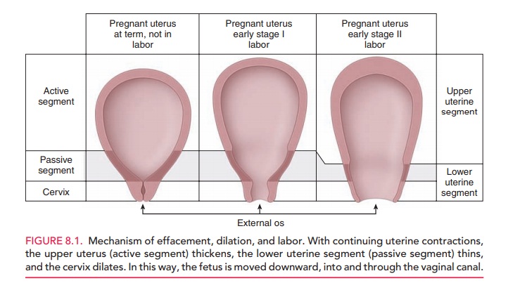 Maternal Changes Before the onset of Labor