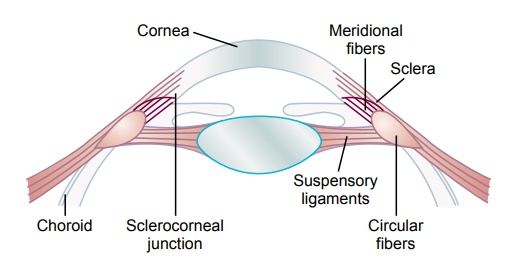 Mechanism of “Accommodation” - Optics of the Eye