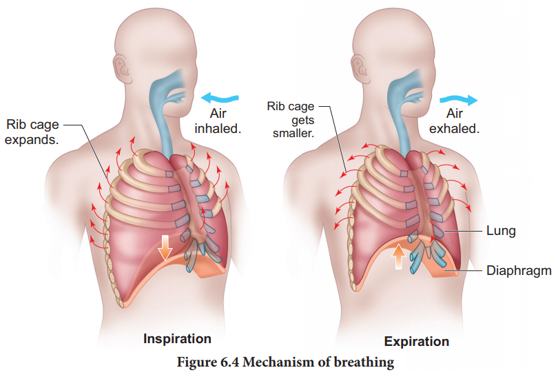 Mechanism of breathing
