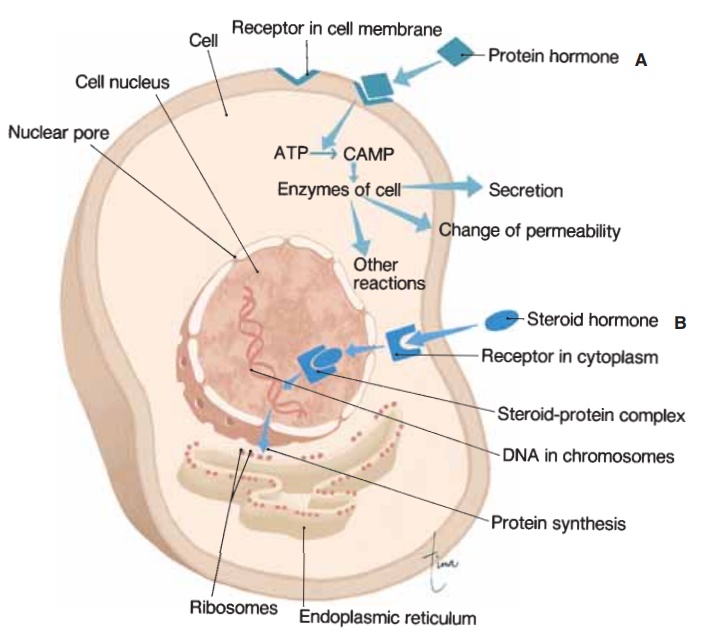 Mechanisms of Hormone Action