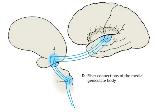 Medial Geniculate Body - Dorsal Thalamus