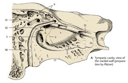 Medial Wall of the Tympanic Cavity