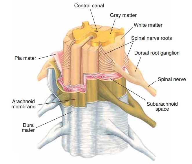Meninges and Cerebrospinal Fluid
