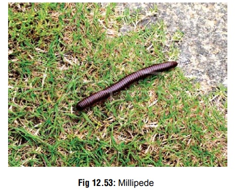 Millipedes - Venomous Creature