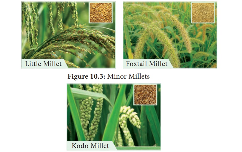 Minor Millets