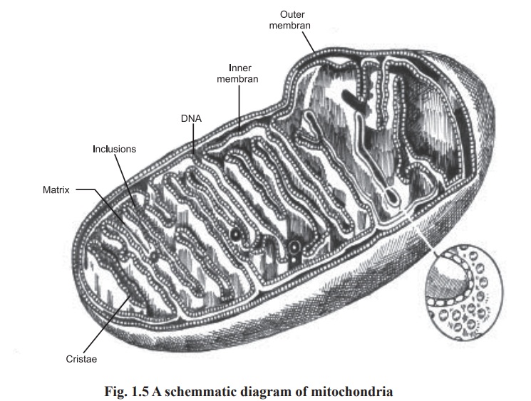 Mitochondria and its Functions