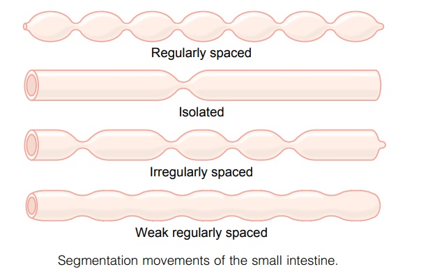 Mixing Contractions (Segmentation Contractions) - Movements of the Small Intestine