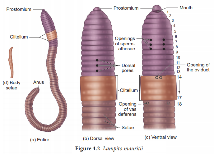 Morphology of Earthworm (Lampito mauritii)