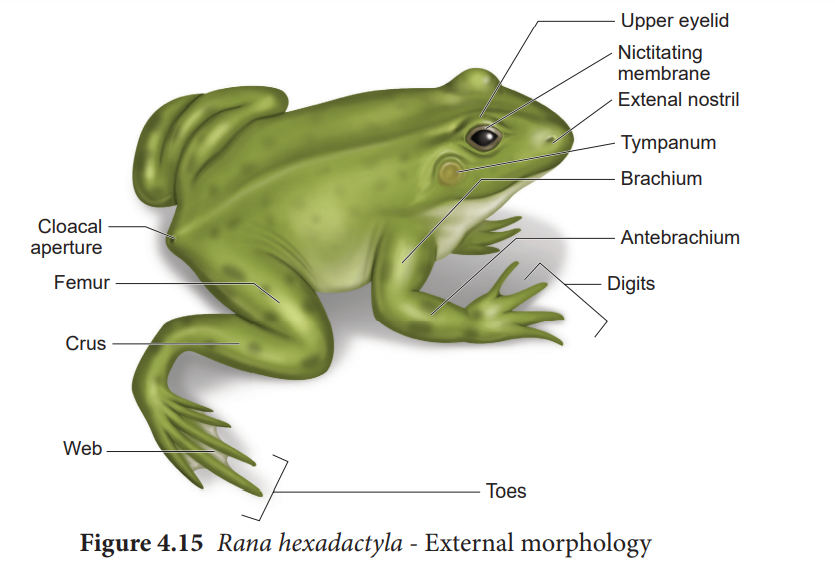 Morphology of Frog (Rana hexadactyla)