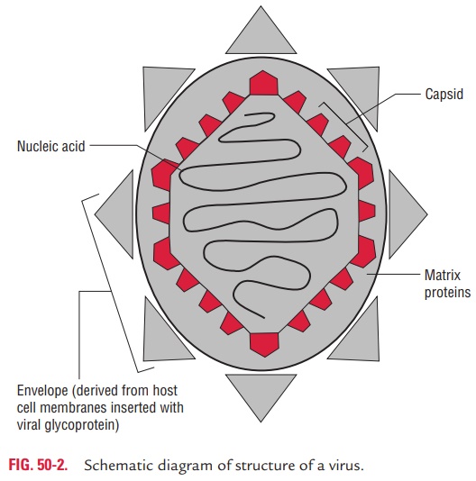 Morphology of Viruses