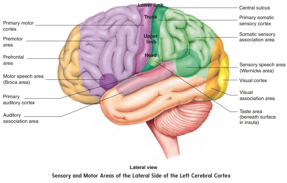 Motor Functions: Motor Areas Of The Cerebral Cortex, Descending tracts, Cerebellum