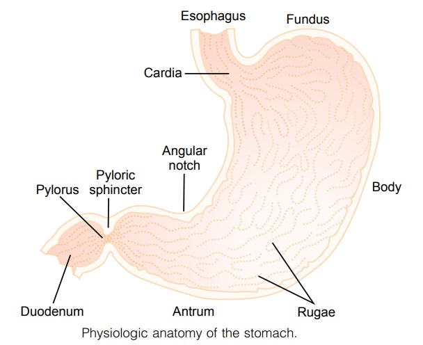 Motor Functions of the Stomach