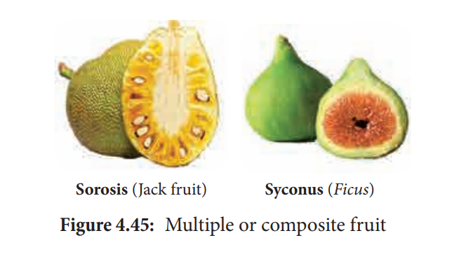 Multiple or Composite Fruit