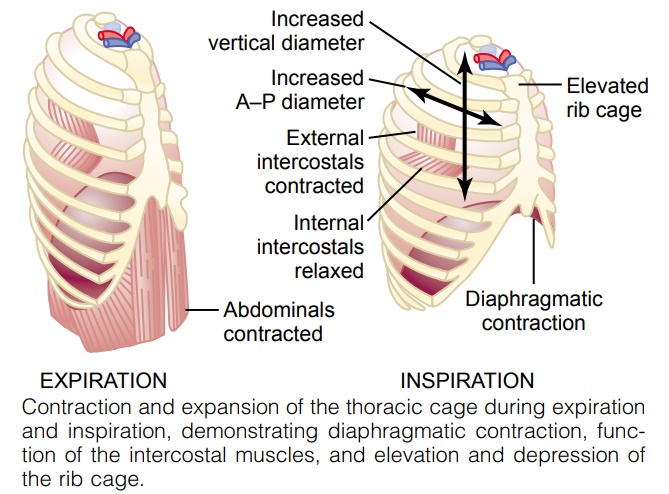Muscles That Cause Lung Expansion and Contraction