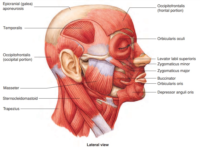 Muscles of the head and Neck
