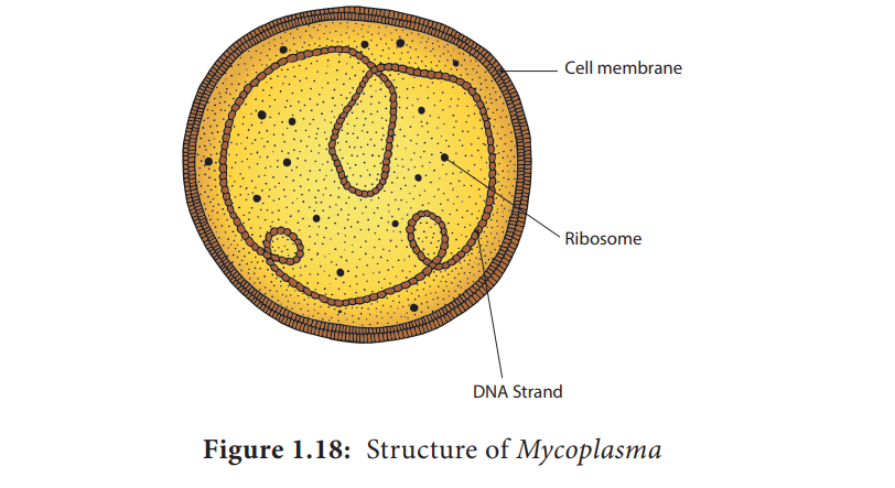 Mycoplasma or Mollicutes