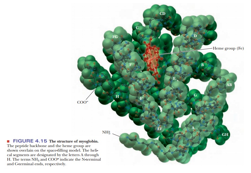 Myoglobin: An Example of Protein Structure