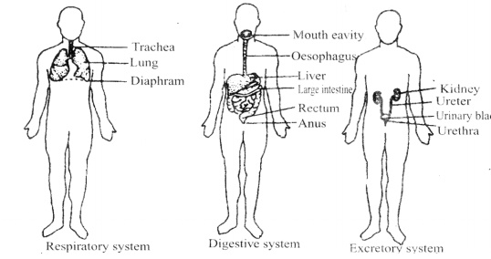 Necessary Organs of Human Body