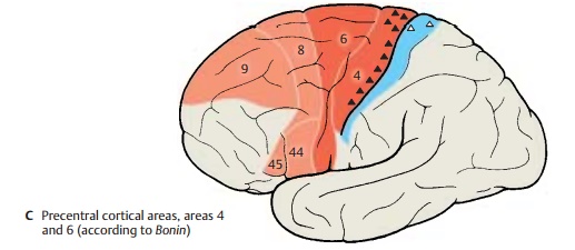 Neocortex: Frontal Lobe