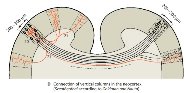 Neocortex: Vertical Columns