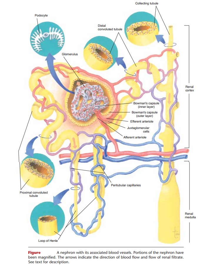 Nephron - Anatomy and Physiology