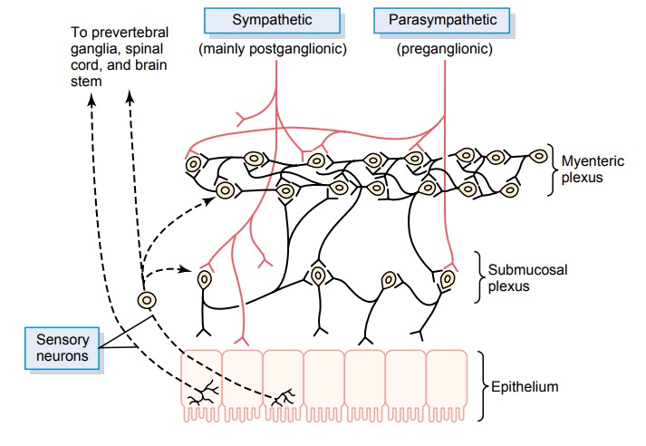 Neural Control of Gastrointestinal Function- Enteric Nervous System