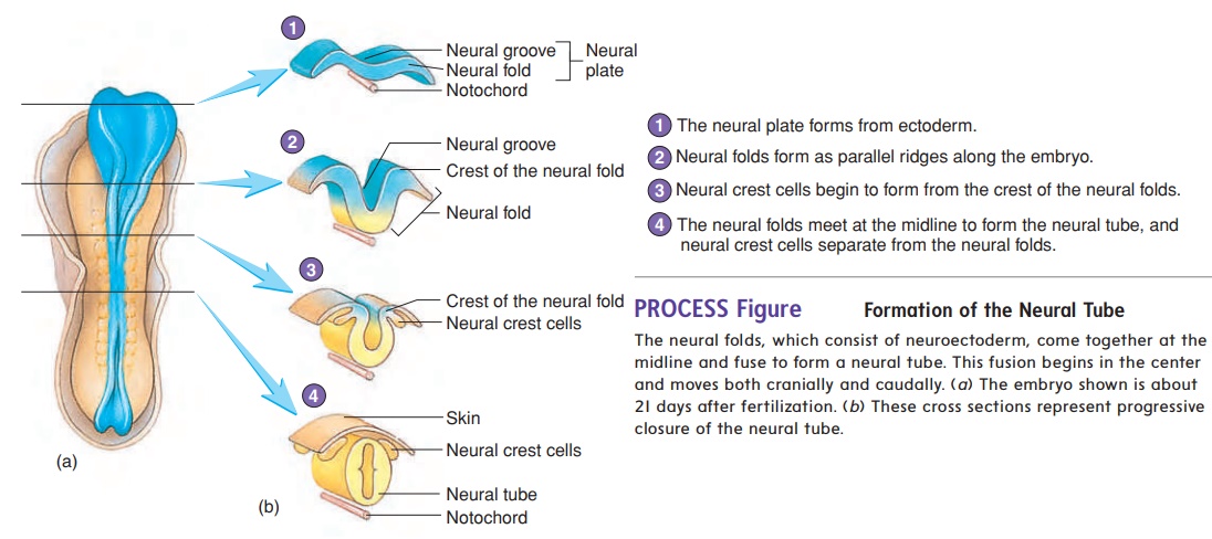 Neural tube and neural Crest Formation - Prenatal Development