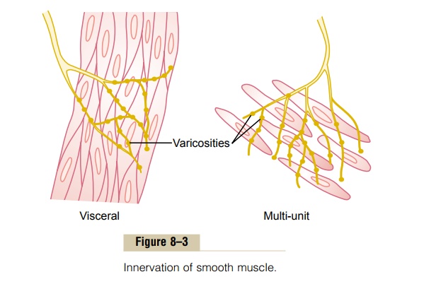 Neuromuscular Junctions of Smooth Muscle
