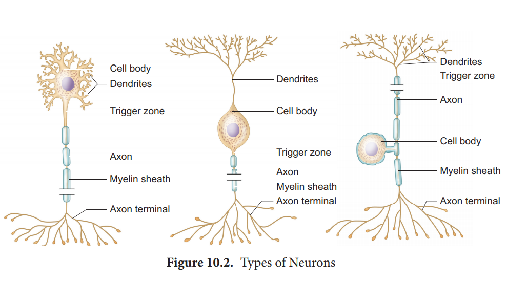 Neuron as a structural and functional unit of Neural system