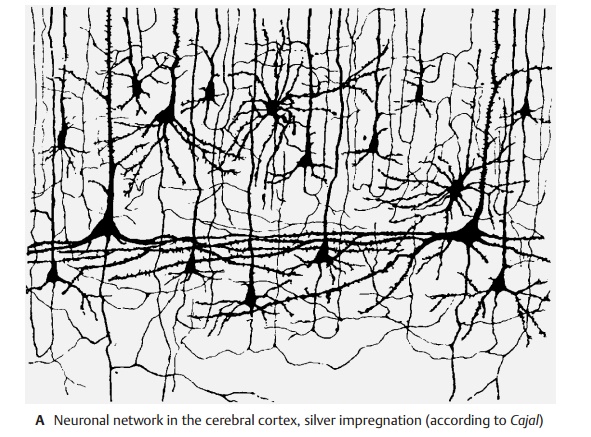 Neuronal Circuits - Neuronal Systems