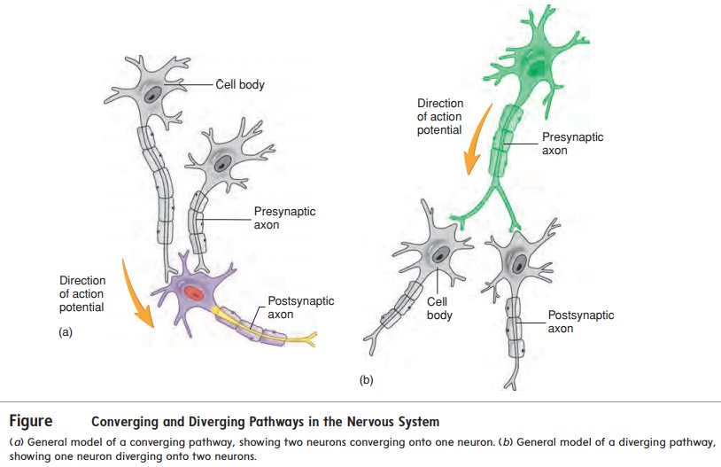 Neuronal Pathways - Electrical Signals and Neural Pathways