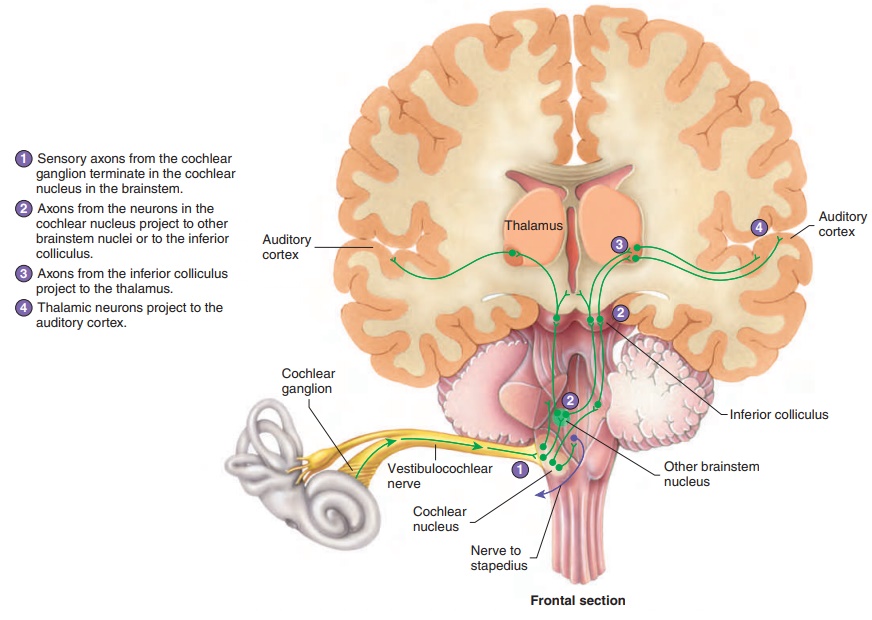 Neuronal Pathways for Hearing