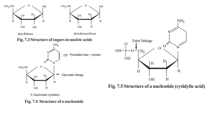 Nucleic acids: Nucleosides and Nucleotides