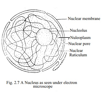 Nucleus: Stucture, Functions