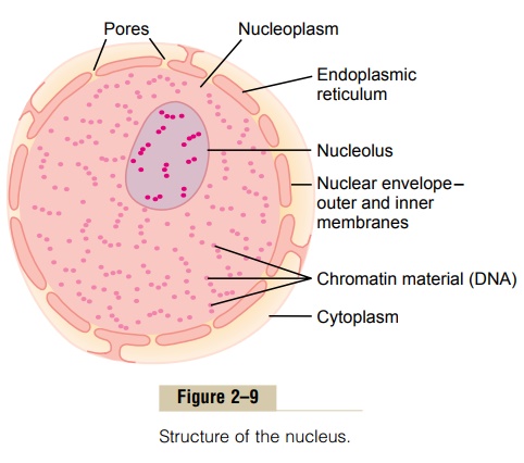Nucleus and Nuclear Membrane - Physical Structure of the Cell