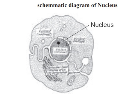Nucleus and its Functions