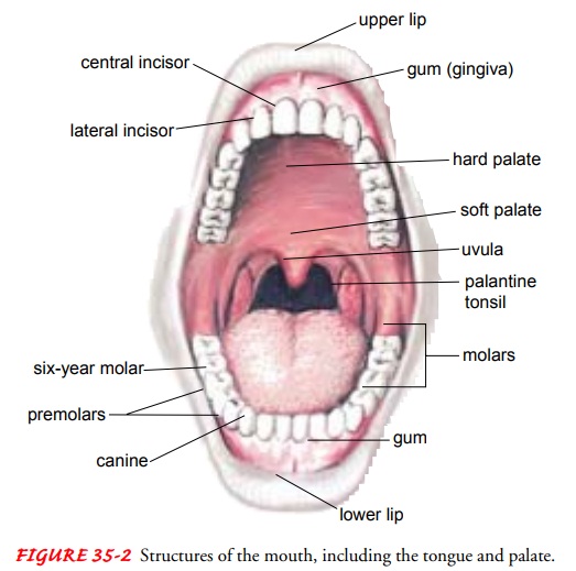 Nursing Process: The Patient With Conditions of the Oral Cavity