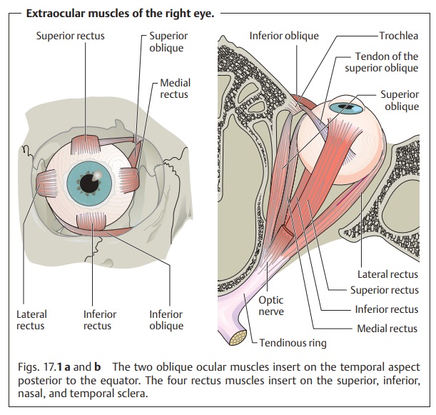 Ocular Motility and Strabismus: Basic Knowledge