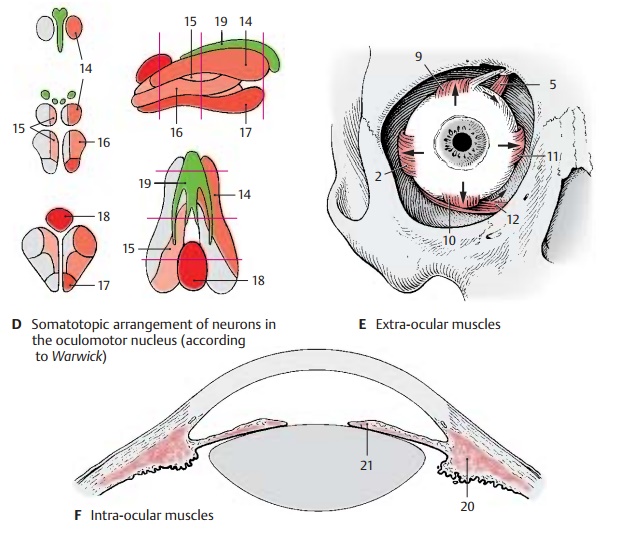 Oculomotor Nerve - Eye Muscle Nerves