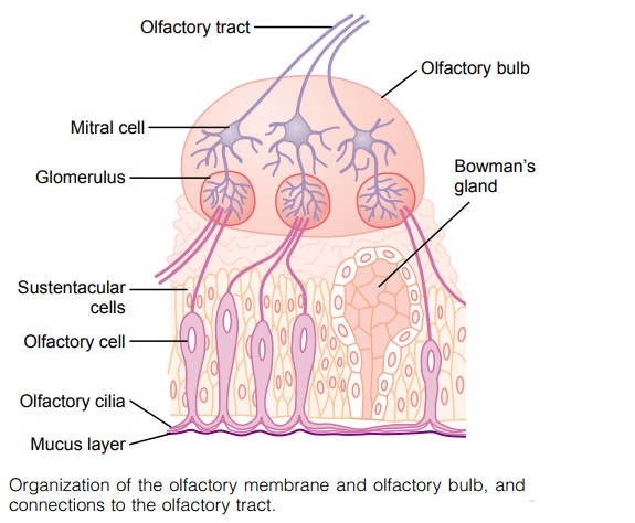 Olfactory Membrane - Sense of Smell