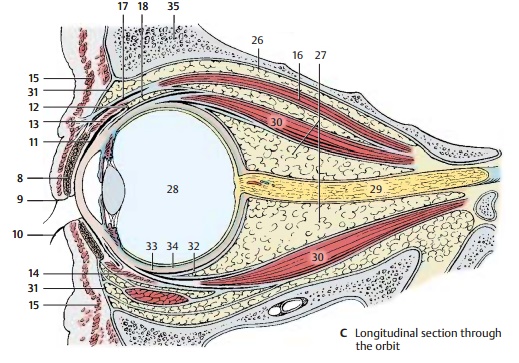 Orbital cavity (eye socket) - Structure of the Eye