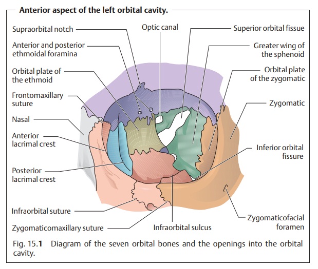 Orbital Cavity