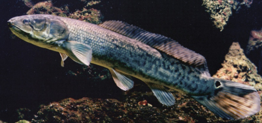 Order Amiiformes: the Bowfin