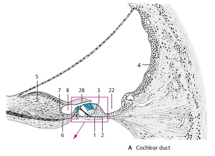 Organ of Corti - Structure of The Ear